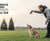 Advanced Obedience Training Techniques