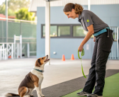 Correcting Common Dog Behavioral Problems
